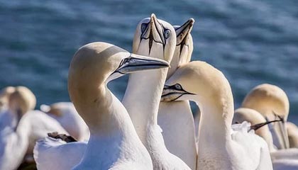 17173新游期待榜:《王者荣耀》迎十周年 IP全新作品公开